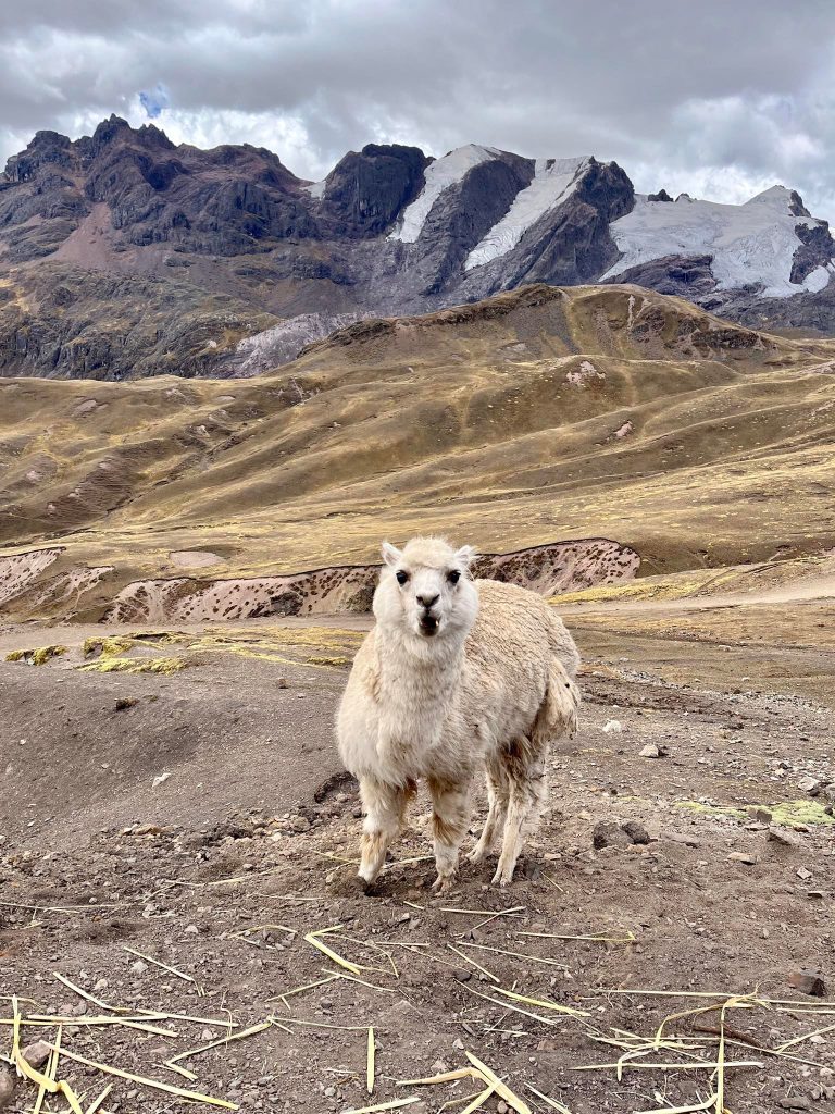 Peruánska Alpaka. 