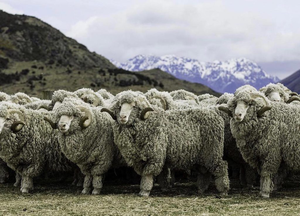 Aclima sú hrdým partnerom spoločnosti The New Zealand Merino Company, ktorí spolupracujú s chovateľmi oviec, aby následne dodávali etickú a zodpovednú vlnu pod značkou ZQ.